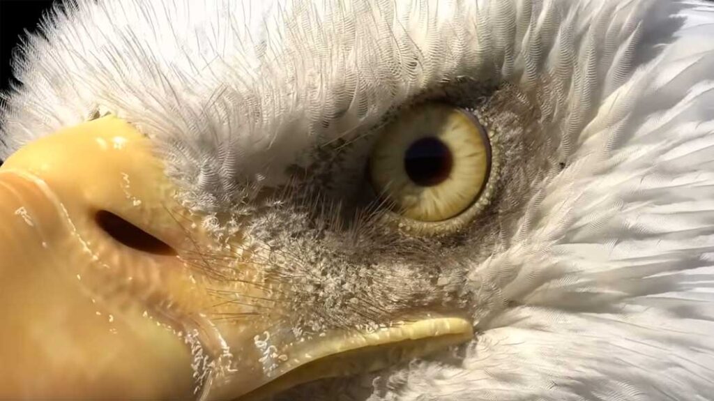 ویژگی های جدید houdini 20